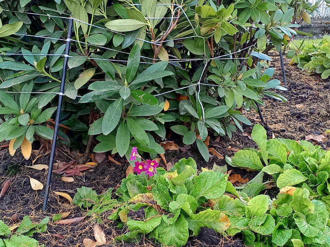 Примула - Сапсан 