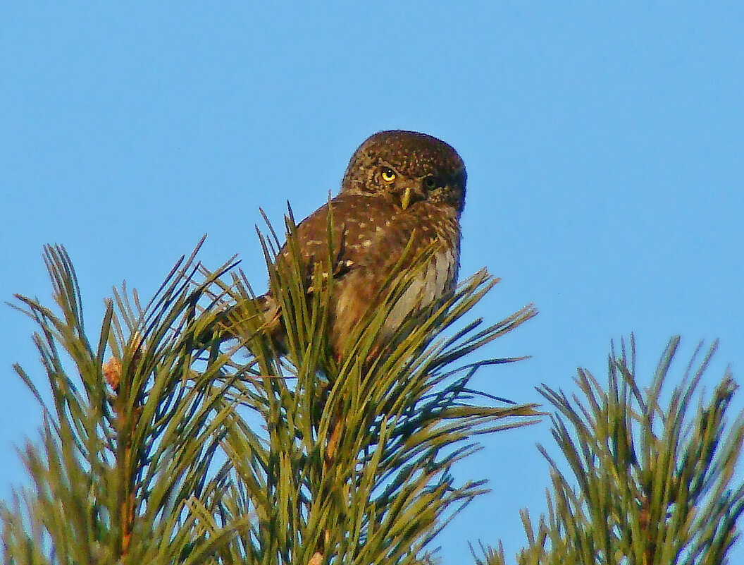 воробьиный сычик - gawrilа - dan