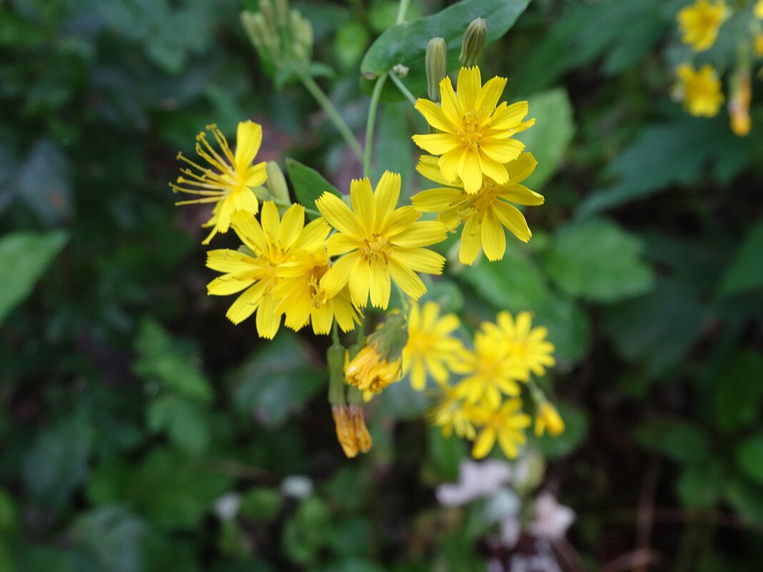 Солнечный букетик - Лидия Бусурина