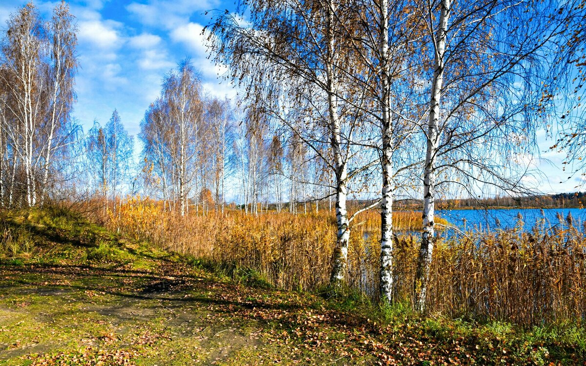 Русские берёзки на озёрном берегу. - Милешкин Владимир Алексеевич 