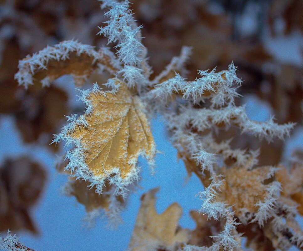 Изморозь - Оксана Новик 