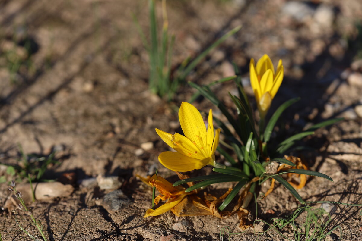 Крокус, или Шафран - Оля Богданович