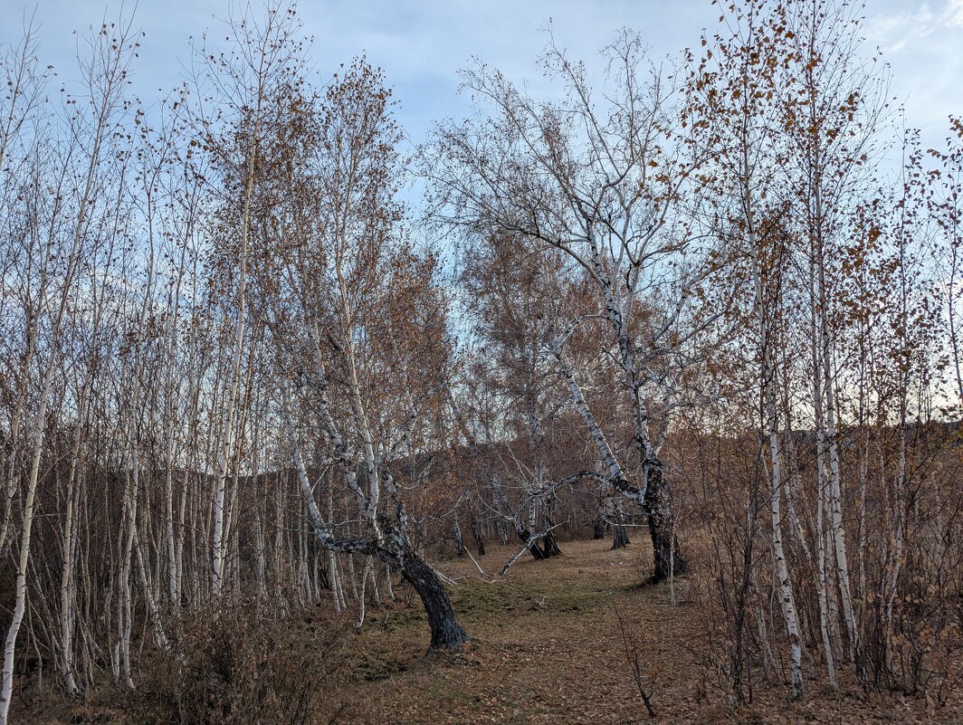 Березки... - Андрей Хлопонин
