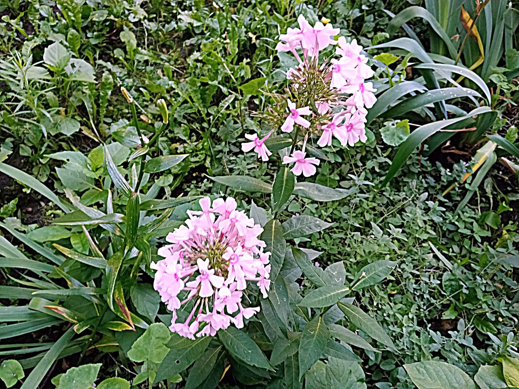 Цветы. - Владимир Драгунский