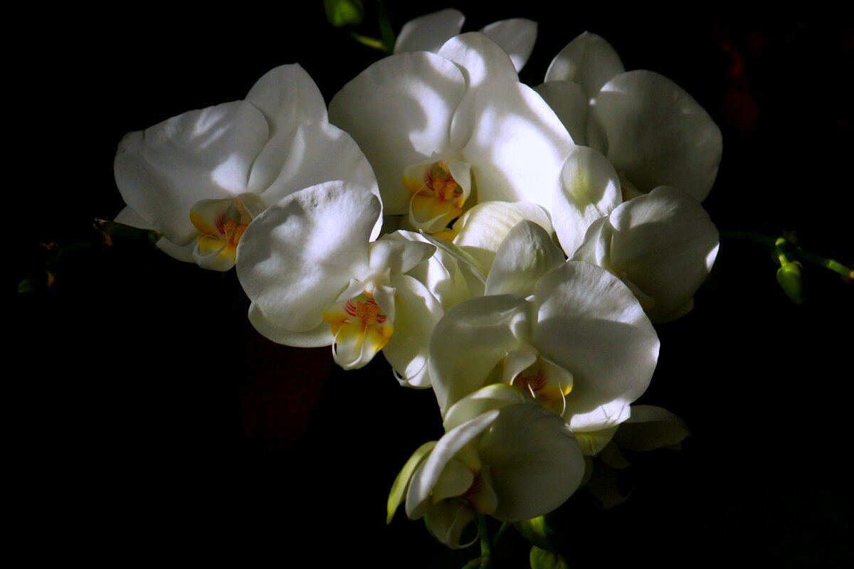 Утро орхидеи - Юрий. Шмаков