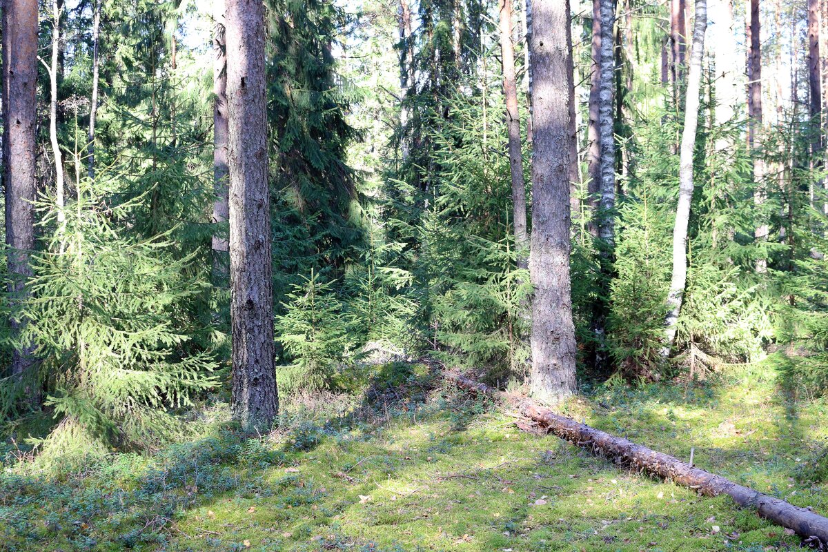 Солнечный день в лесу - Ольга 