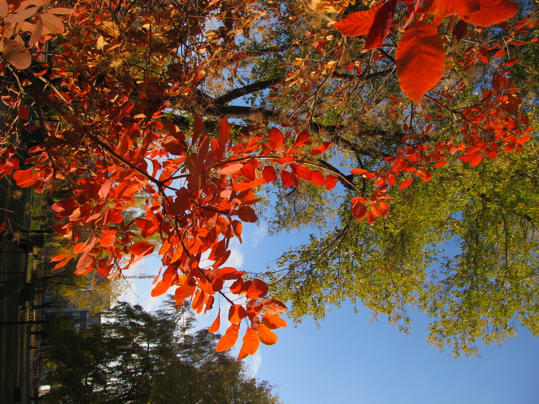 октябрь - Елена Шаламова октябрь - Елена Шаламова