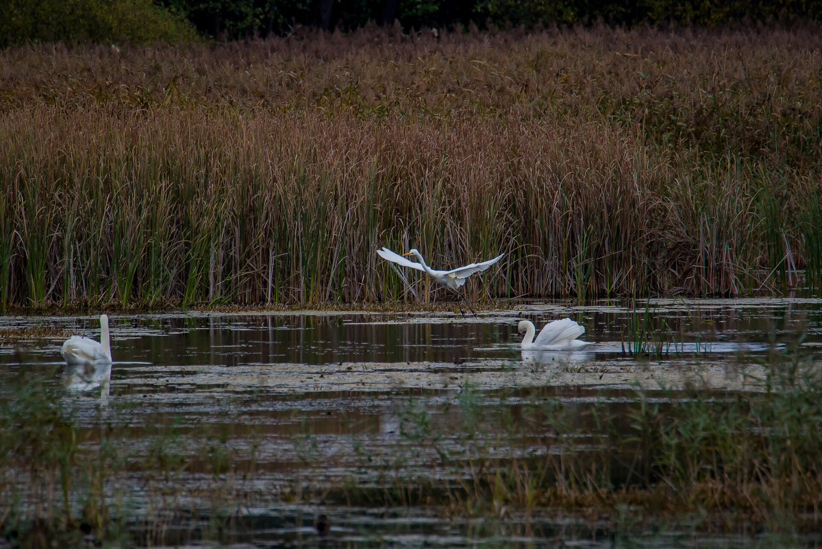 Осенним днем.... - Sergey (Apg)