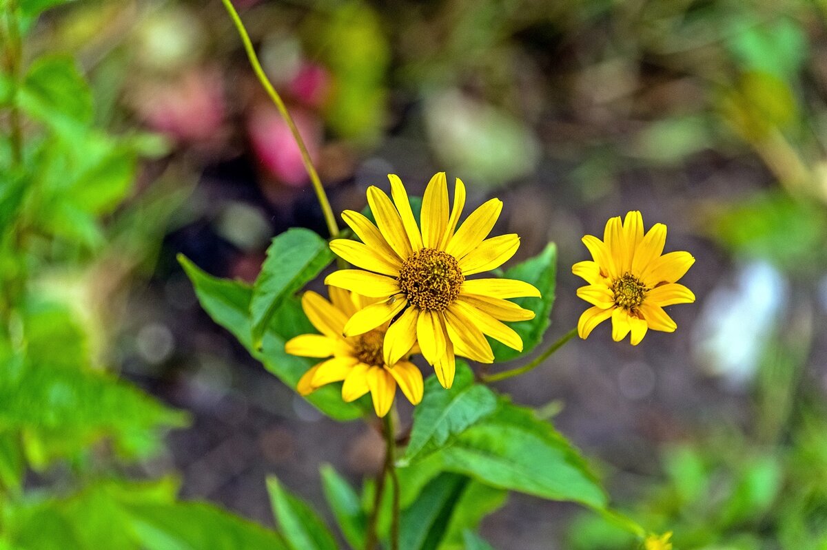 Гелиопсис - Валерий Иванович Гелиопсис - Валерий Иванович