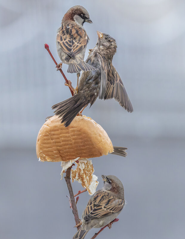 из жизни воробьев . - юрий макаров