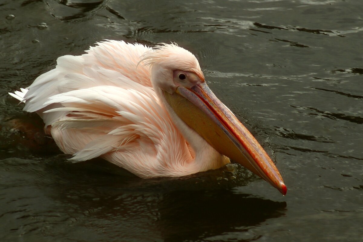 Пеликан - Юрий. Шмаков