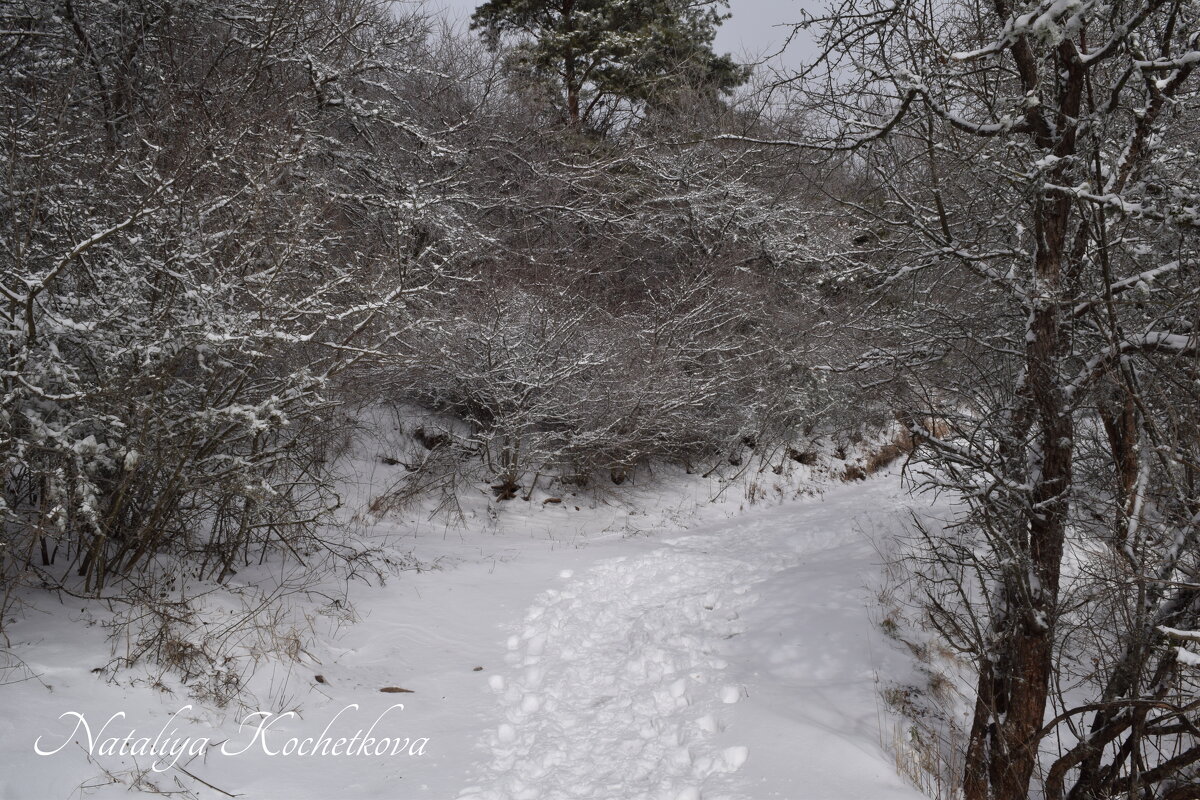 Природа Крыма - Amazing Cosmea