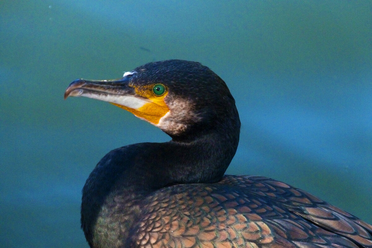 Крупным  планом - Валентин Семчишин