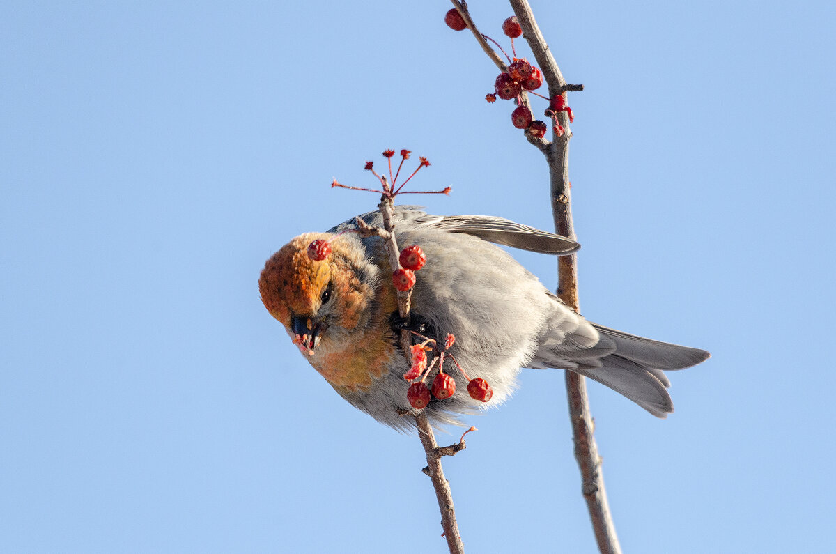 Щур - Виктор Иванович Чернюк