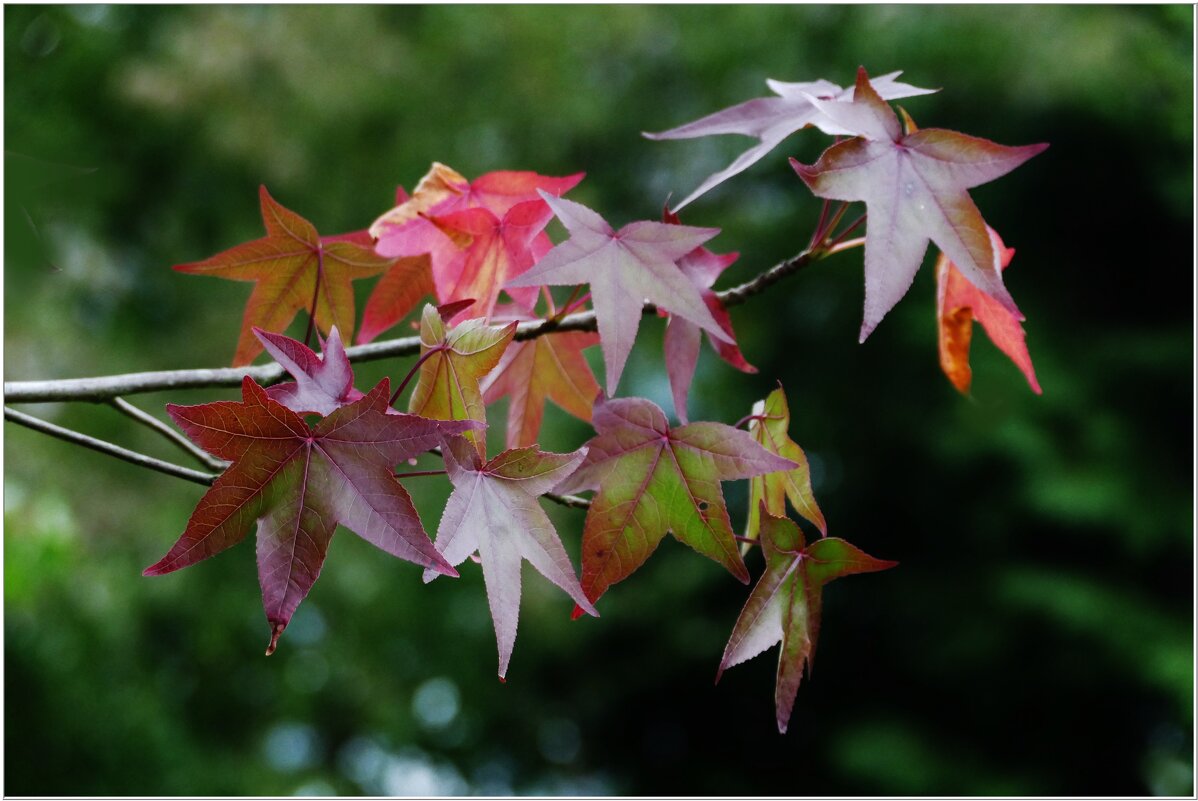 ЭТЮД... - Elvira E. 