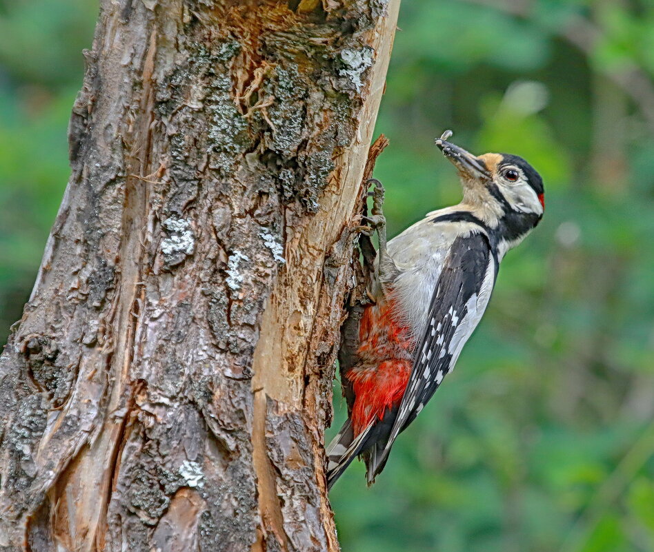 добытчик - Andrey Bragin 