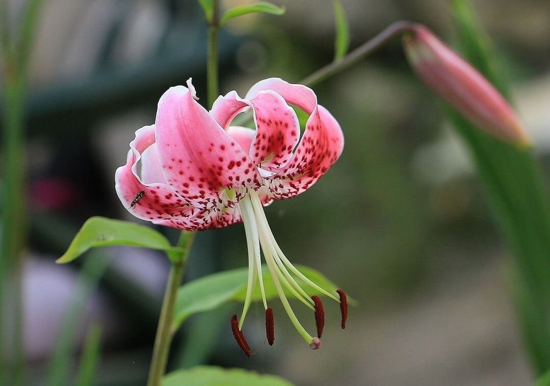 Лилия - ZNatasha -