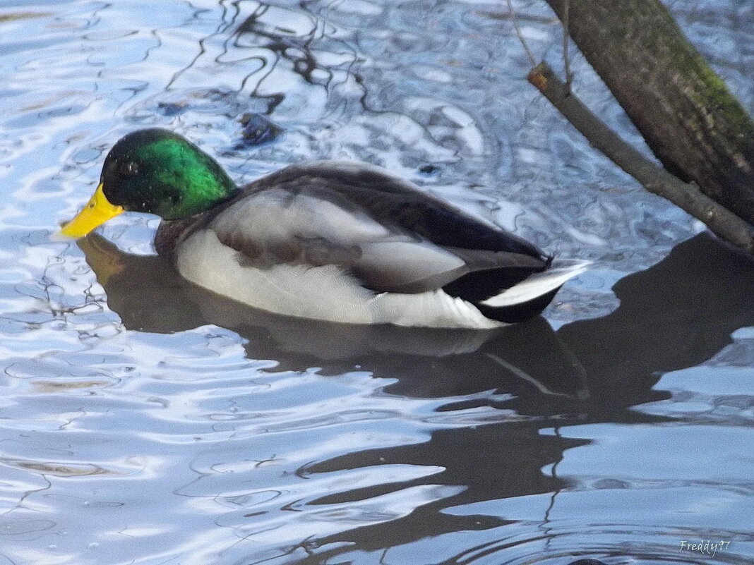 У пруда - Freddy 97 У пруда - Freddy 97