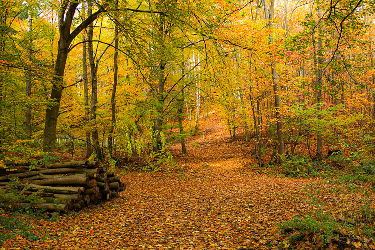 Осенний лес. - Lucy Schneider 