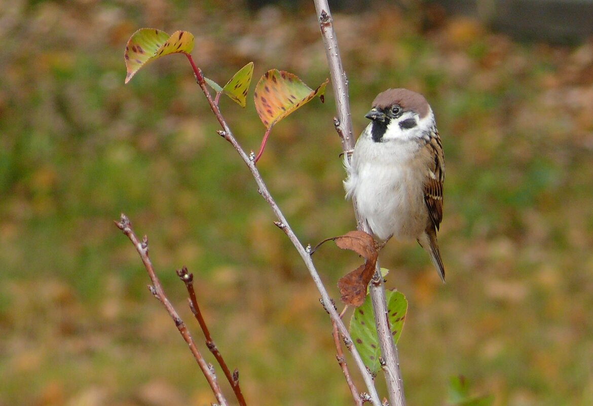 Воробей - Елена Елена