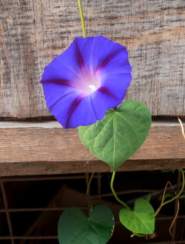 Осенний вьюнок - Наталья 