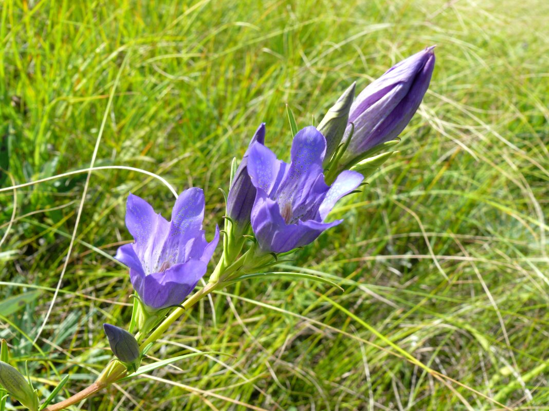 Горечавка - Елена Елена Горечавка - Елена Елена