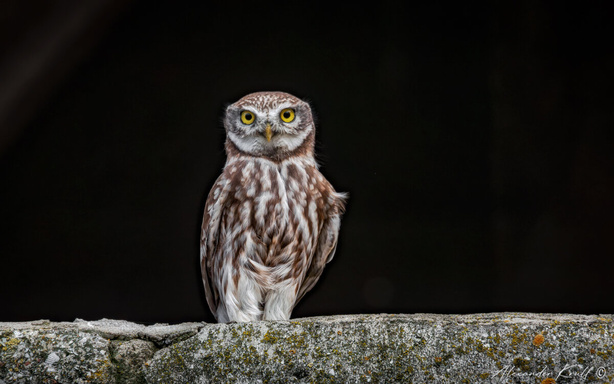 Артист - Александр К.