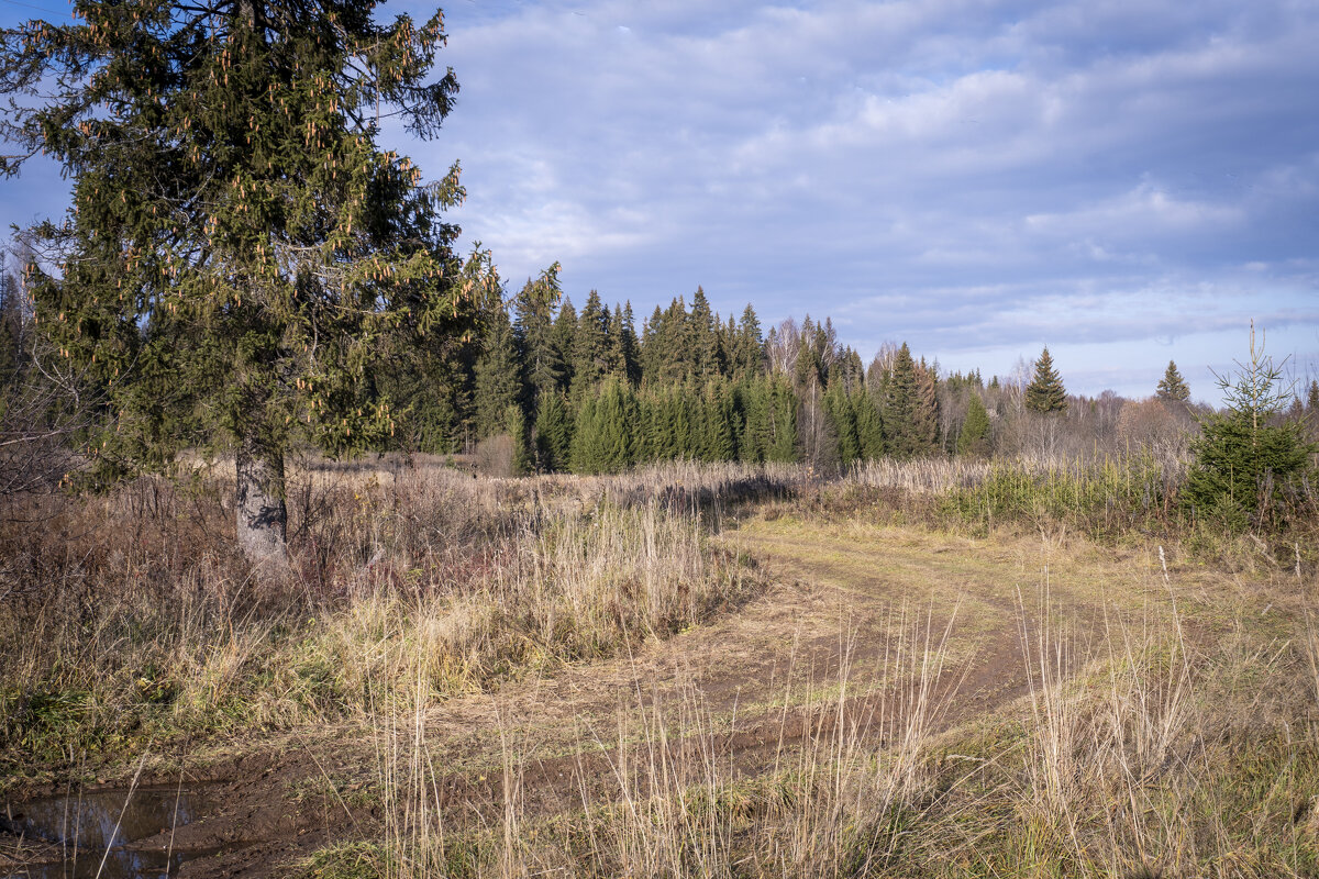 Урожай шишек - Сергей Ц