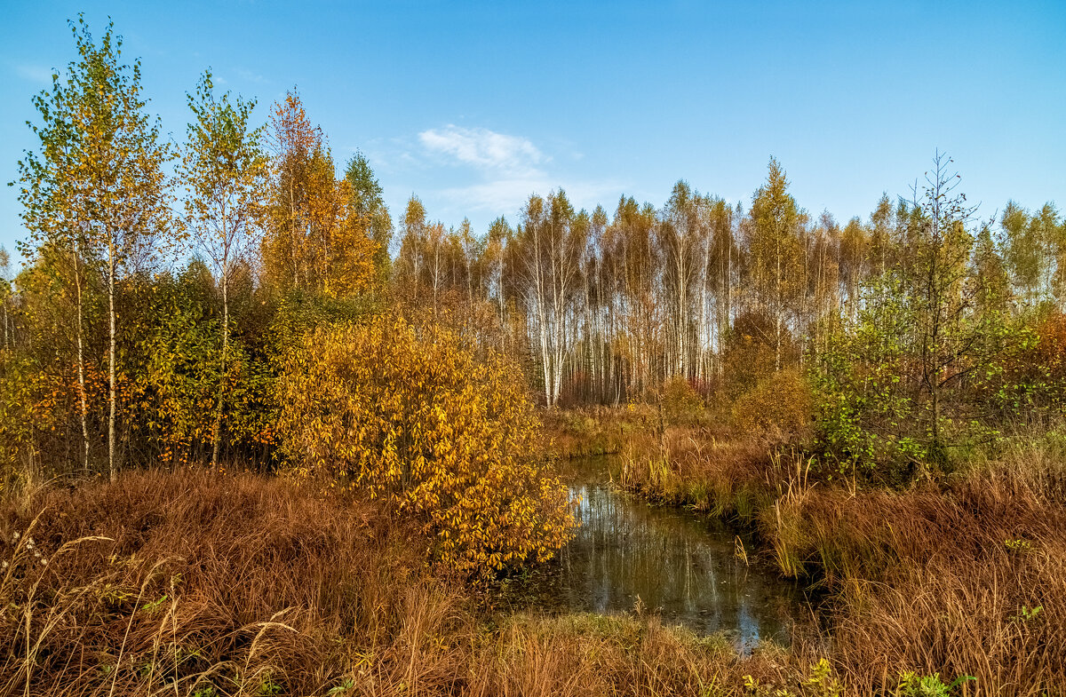Осеннее утро 5 - Андрей Дворников