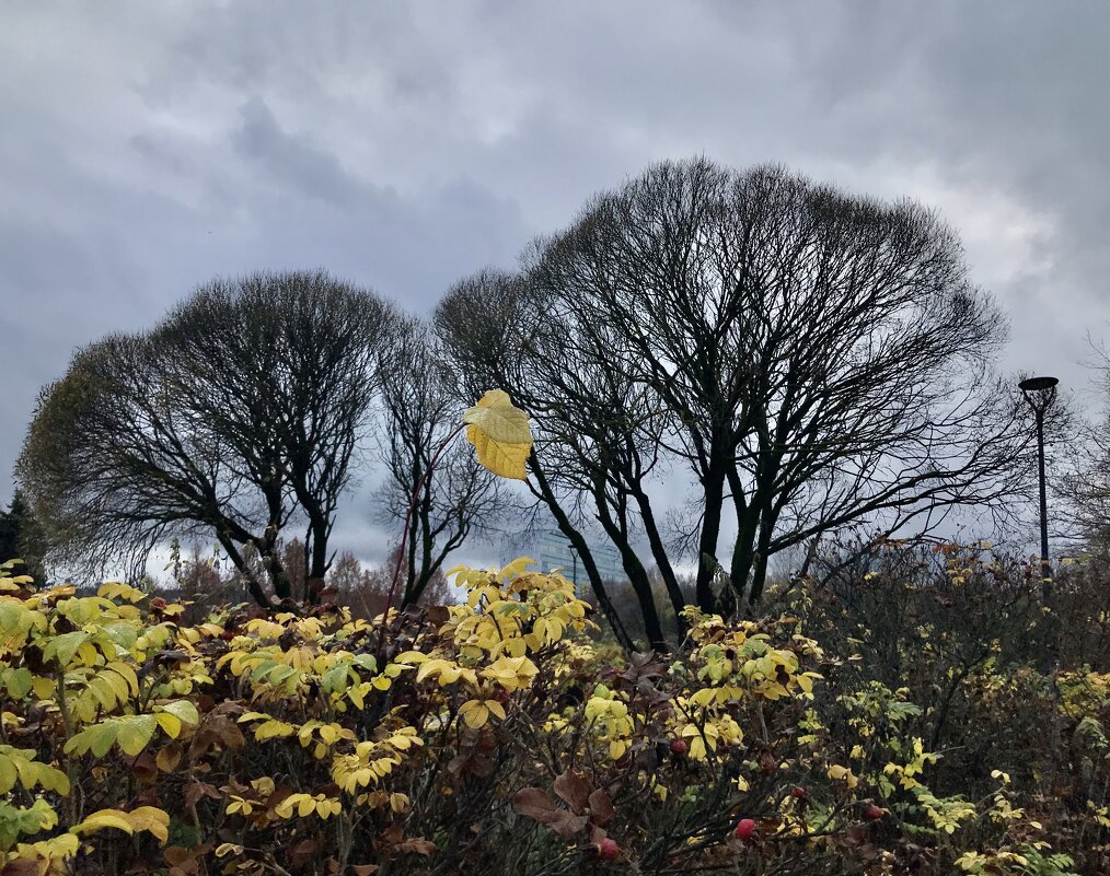 В осеннем парке. - Любовь 