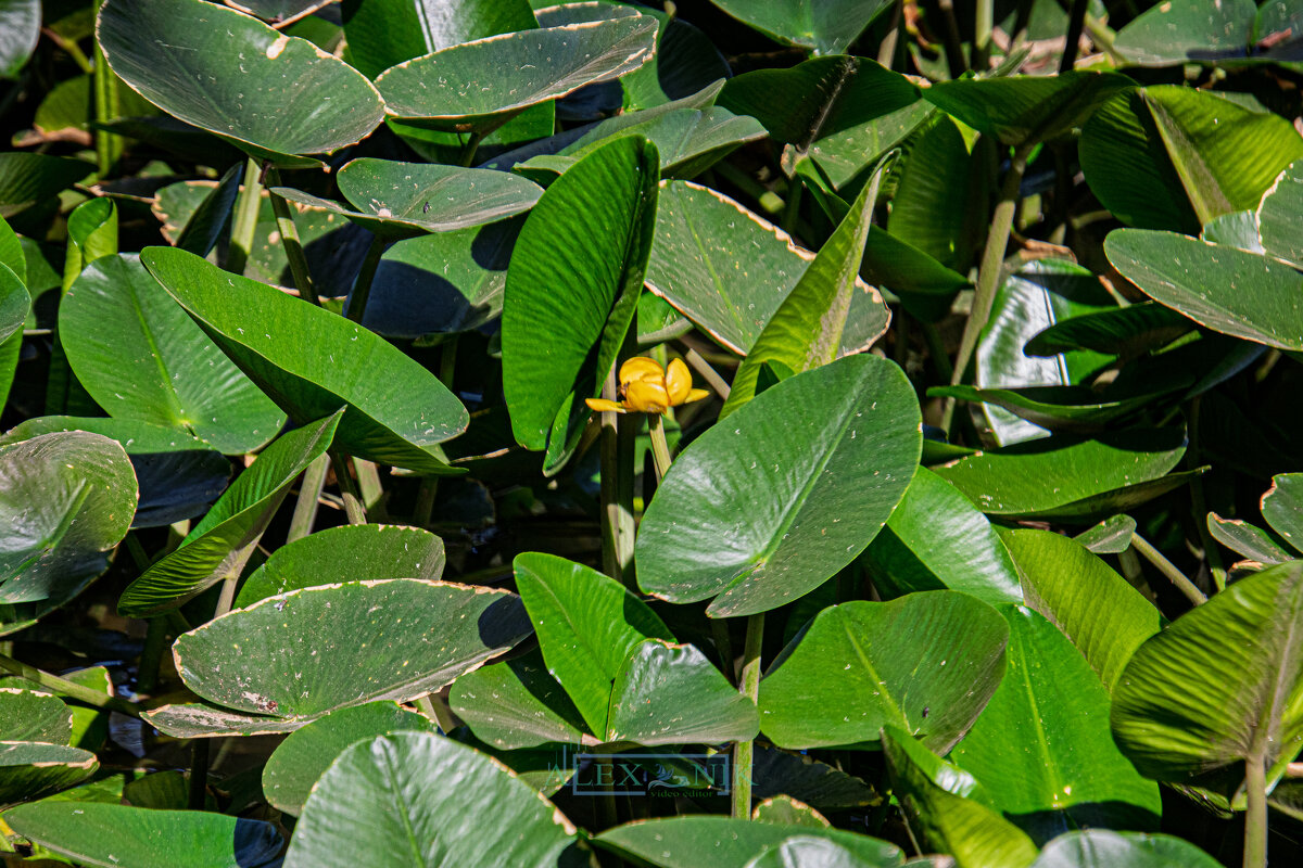 Кубышка желтая. - Argaman Табашник