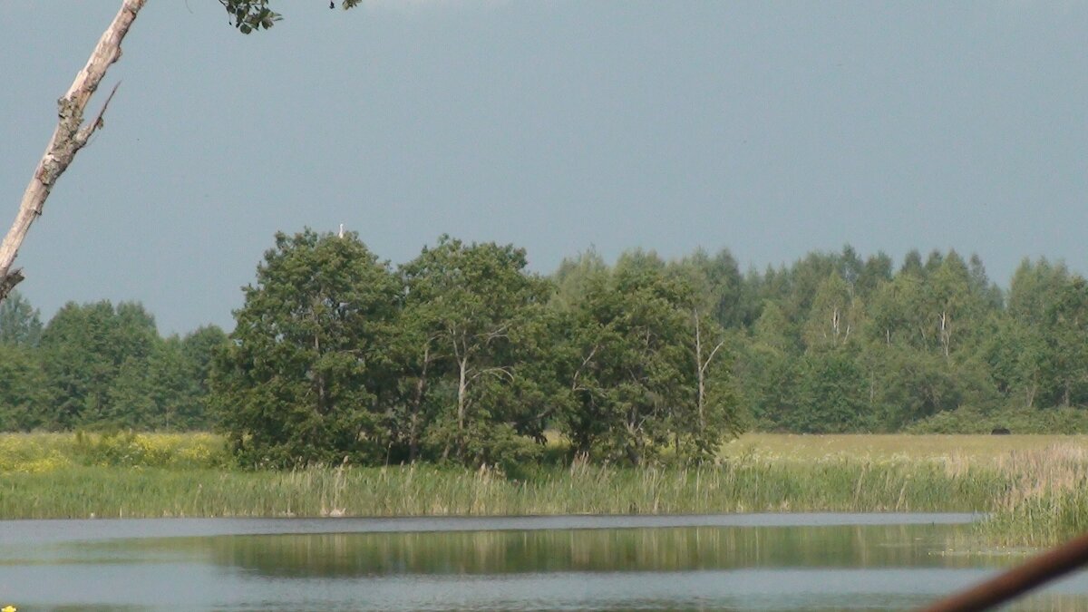 деревья на том берегу - fogmeadowww m