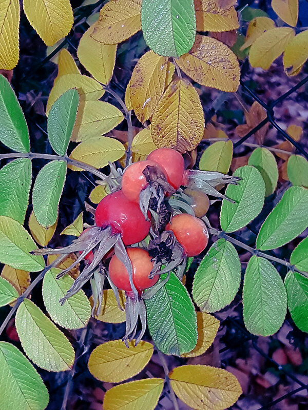 Шиповник - Сергей Кочнев
