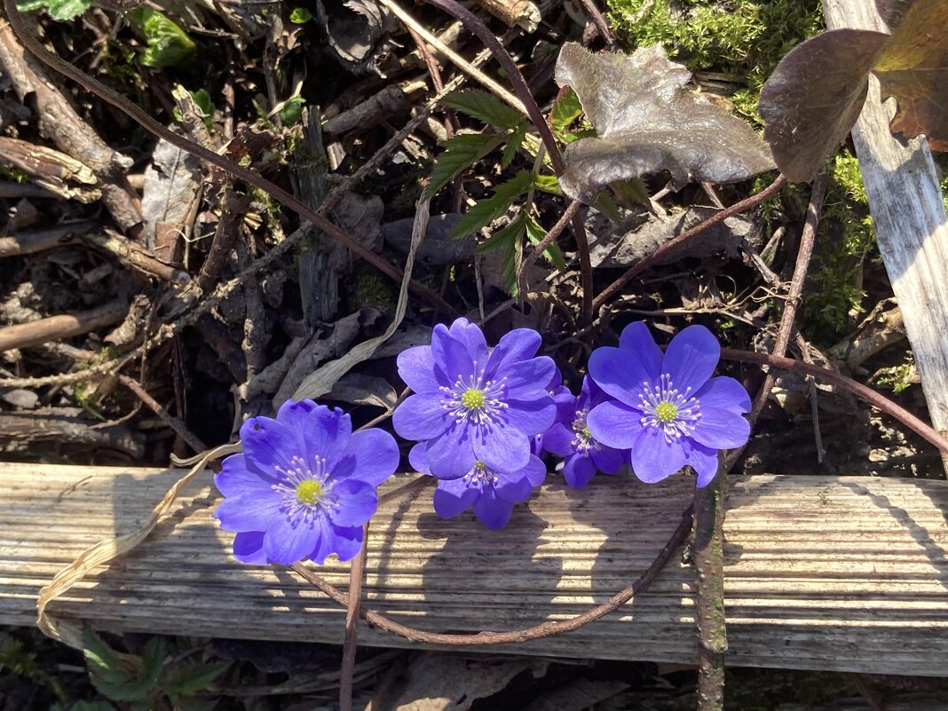 Вот и весна! - Ольга Савельева 