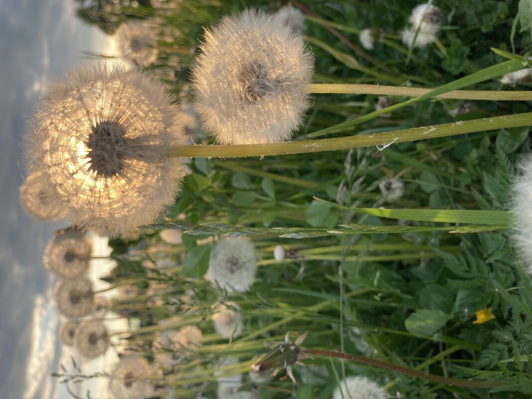 Одуванчики - Ольга Савельева 