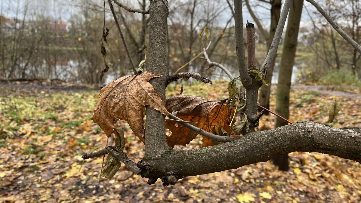 ***чудное в природе*** - Olga Oskolkova