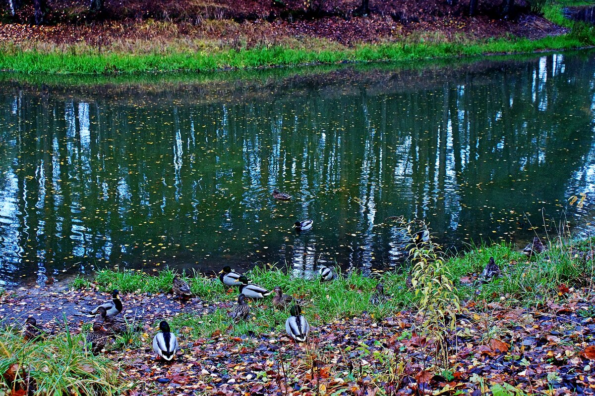 Пруд "Баранка" - Леонид leo Пруд "Баранка" - Леонид leo