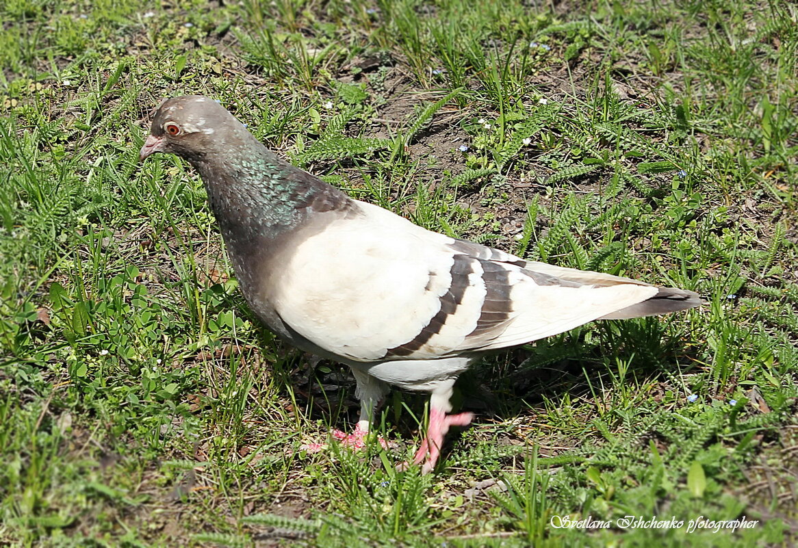 Голубь - Светлана Ищенко