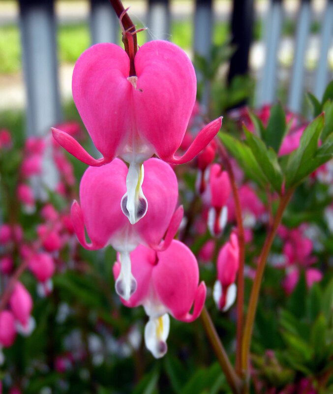 Дицентра. - nadyasilyuk Вознюк Дицентра. - nadyasilyuk Вознюк