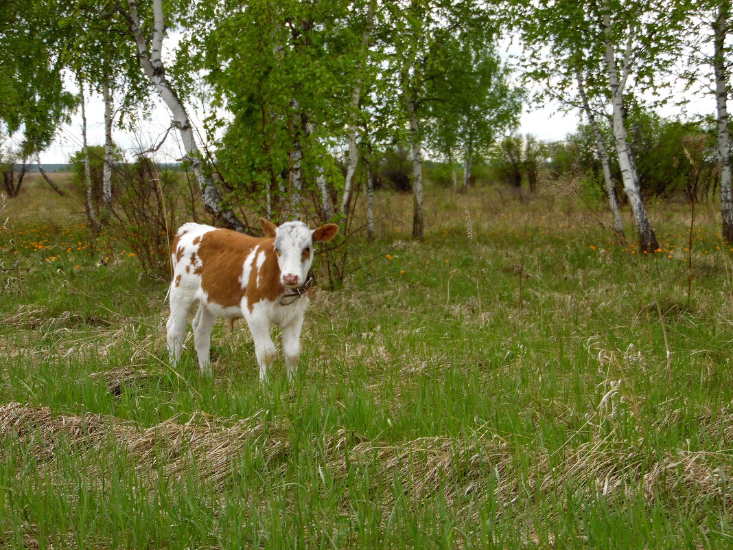 Скучает бычок на полянке. - nadyasilyuk Вознюк