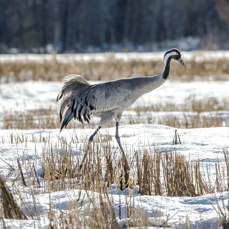 Весенний гость - Михаил Белоусов