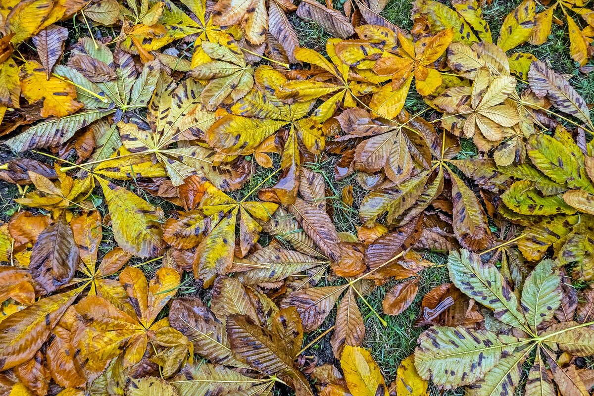 Осенние ковры - Валерий Иванович