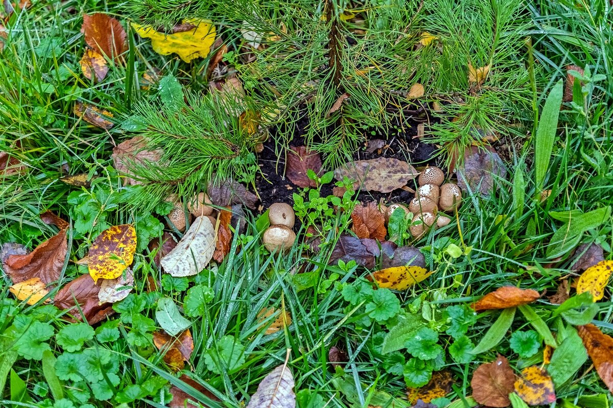 Октябрьские грибочки - Валерий Иванович