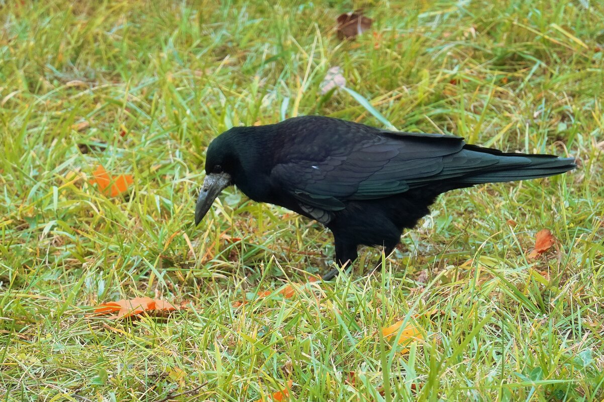 Грачи ещё не улетели. - Татьяна Помогалова