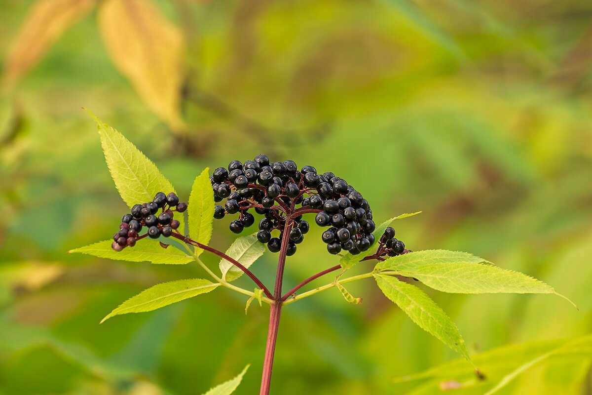 Бузина - Игорь Сикорский