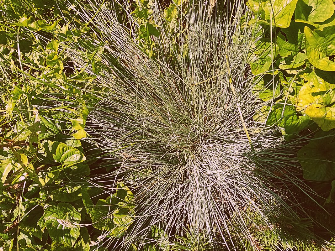 Цветы. - Владимир Драгунский Цветы. - Владимир Драгунский