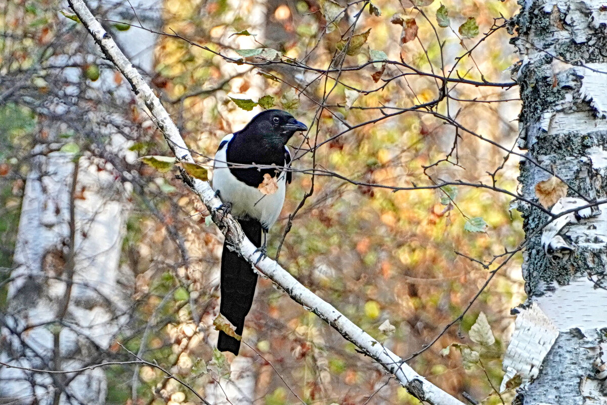Пригорюнилась красотка - Галина Кан