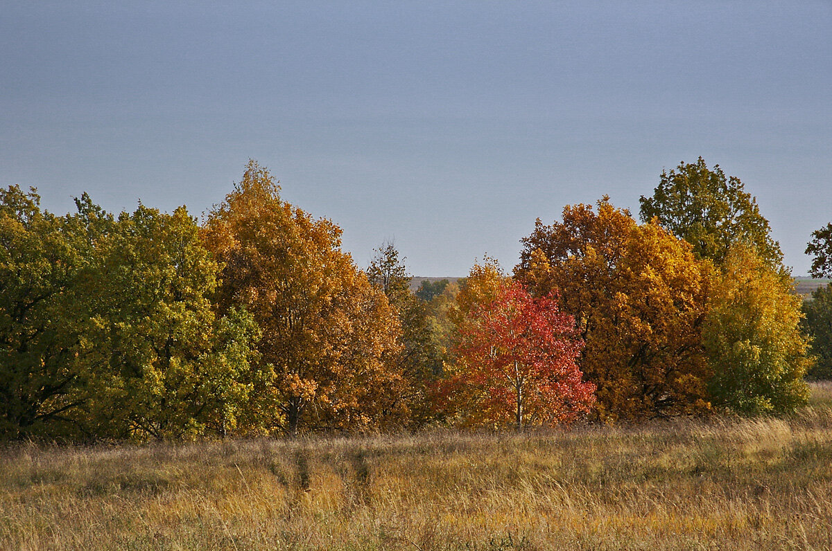 Краски осени - MILAV V