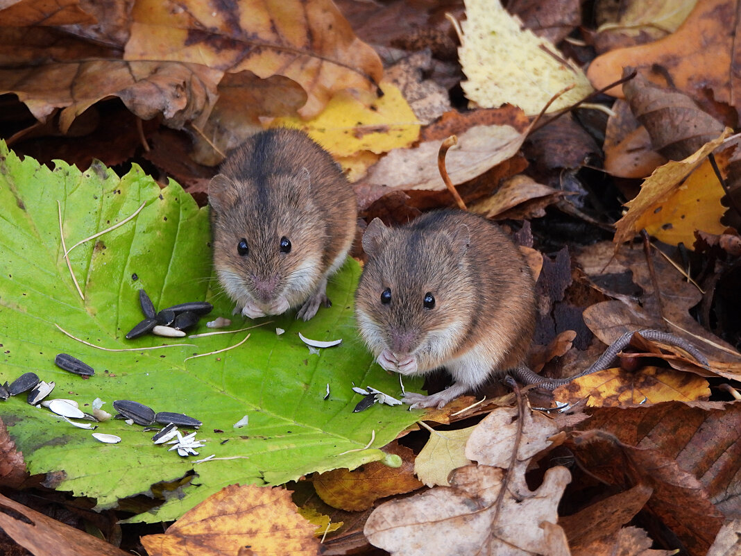 Полевые мышки - Лина 