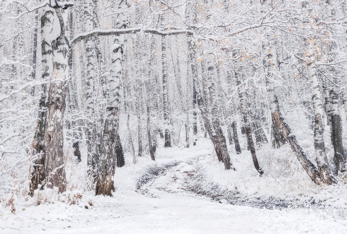 Березы - Марина Фомина. Березы - Марина Фомина.
